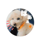 ひらやま犬2（個別スタンプ：16）