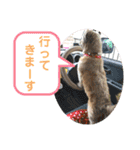 ひらやま犬2（個別スタンプ：20）