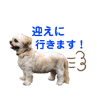 ひらやま犬2（個別スタンプ：22）
