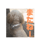 ひらやま犬2（個別スタンプ：24）