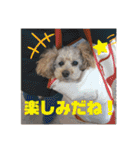 ひらやま犬2（個別スタンプ：25）