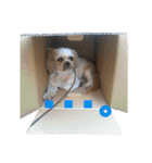 ひらやま犬2（個別スタンプ：26）