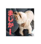 ひらやま犬2（個別スタンプ：27）