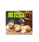 ひらやま犬2（個別スタンプ：28）