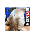 ひらやま犬2（個別スタンプ：29）