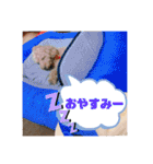 ひらやま犬2（個別スタンプ：31）