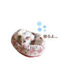 むちむち、まろしゃん（個別スタンプ：1）