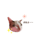 むちむち、まろしゃん（個別スタンプ：5）