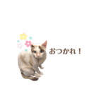 むちむち、まろしゃん（個別スタンプ：9）