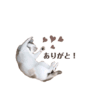 むちむち、まろしゃん（個別スタンプ：11）