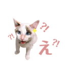 むちむち、まろしゃん（個別スタンプ：13）