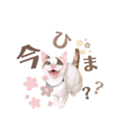 むちむち、まろしゃん（個別スタンプ：14）