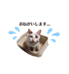 むちむち、まろしゃん（個別スタンプ：17）