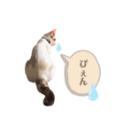 むちむち、まろしゃん（個別スタンプ：18）