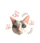 むちむち、まろしゃん（個別スタンプ：19）