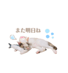むちむち、まろしゃん（個別スタンプ：20）