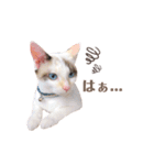 むちむち、まろしゃん（個別スタンプ：21）