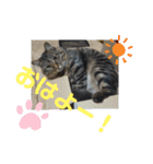 Cute cat nyago2（個別スタンプ：1）