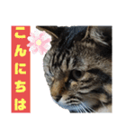 Cute cat nyago2（個別スタンプ：2）