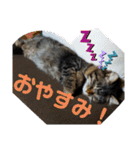 Cute cat nyago2（個別スタンプ：3）