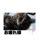 Cute cat nyago2（個別スタンプ：4）