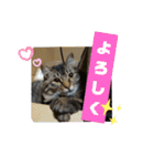 Cute cat nyago2（個別スタンプ：5）