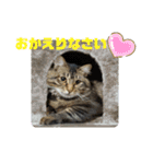 Cute cat nyago2（個別スタンプ：10）