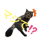 Cute cat nyago2（個別スタンプ：11）