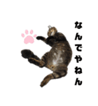 Cute cat nyago2（個別スタンプ：12）