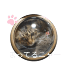 Cute cat nyago2（個別スタンプ：15）