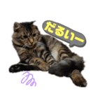 Cute cat nyago2（個別スタンプ：17）