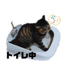 Cute cat nyago2（個別スタンプ：18）