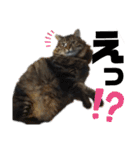Cute cat nyago2（個別スタンプ：19）
