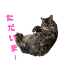 Cute cat nyago2（個別スタンプ：20）