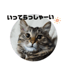 Cute cat nyago2（個別スタンプ：21）