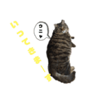 Cute cat nyago2（個別スタンプ：22）