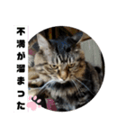 Cute cat nyago2（個別スタンプ：23）