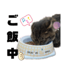 Cute cat nyago2（個別スタンプ：24）