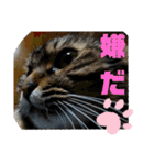 Cute cat nyago2（個別スタンプ：25）