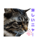 Cute cat nyago2（個別スタンプ：26）
