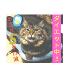 Cute cat nyago2（個別スタンプ：29）