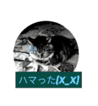 Cute cat nyago2（個別スタンプ：30）