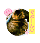 Cute cat nyago2（個別スタンプ：31）