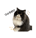 S..ねこ(おまけ)（個別スタンプ：3）