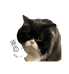 S..ねこ(おまけ)（個別スタンプ：4）