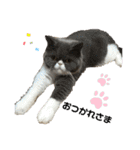 S..ねこ(おまけ)（個別スタンプ：6）