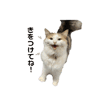 S..ねこ(おまけ)（個別スタンプ：9）