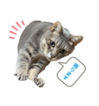 S..ねこ(おまけ)（個別スタンプ：10）