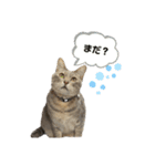 S..ねこ(おまけ)（個別スタンプ：11）