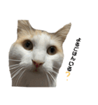 S..ねこ(おまけ)（個別スタンプ：12）